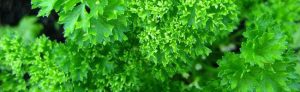 parsley - curlytea.com