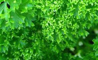 parsley - curlytea.com