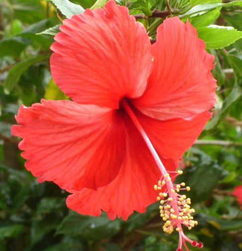 hibiscus and rosehip conditioner - curlytea.com