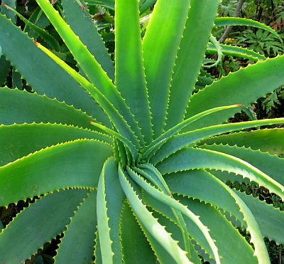 sunflower and aloe vera conditioner - curlytea.com