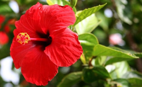 hibiscus02