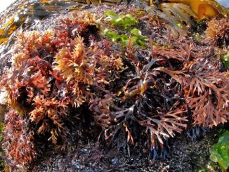 irish moss