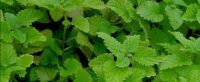 lemon balm spray - curlytea.com