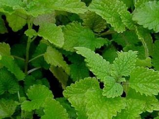 lemon balm spray - curlytea.com