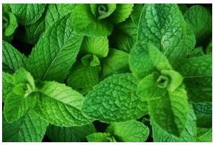 Hibiscus Vanilla Mint Conditioner V3
