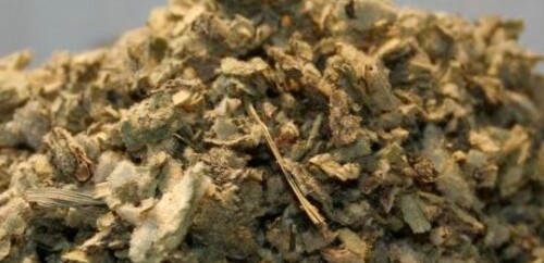 mullein01
