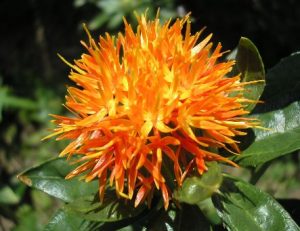 Safflower & Jojoba Creamy Leave In Condish