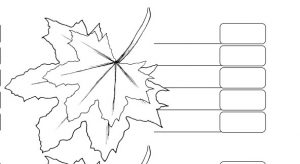 leaf overlap - curlytea.com