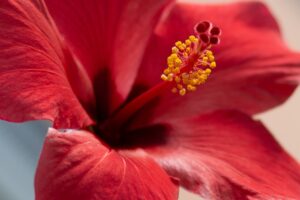 hibiscus flower - curlytea.com